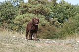 LABRADOR 074